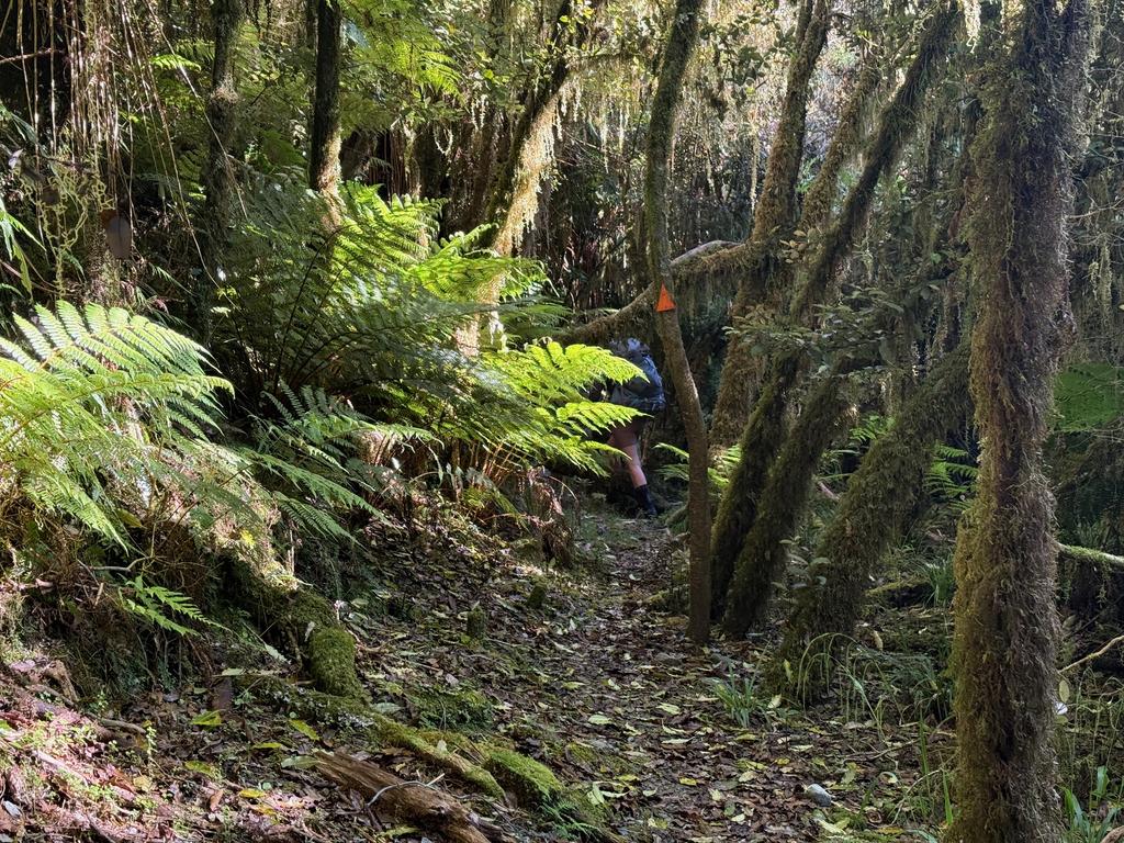 Jen in a short section of bush.