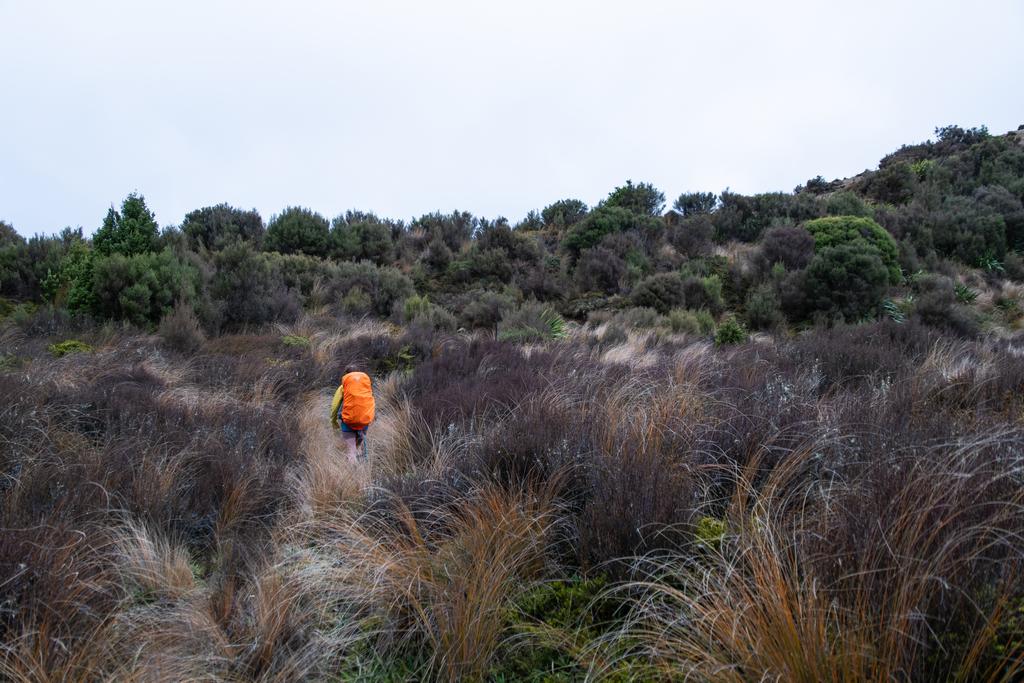 5 May, 2026 at 12:56pm

After Kiwi Saddle Hut, there was quite a lot of overgrown low scrub and the track was occasionally indistinct.
📷 Finn Le Sueur

FUJIFILM X-S20
18-300mm F/3.5-6.3 DiIII-A VC VXD B061X
640
<span>%!s(float64=4) ISO<s/span> <span>f/21</span> <span>%!d(string=1/400)mm</span> <span>%!s(MISSING)s</span>