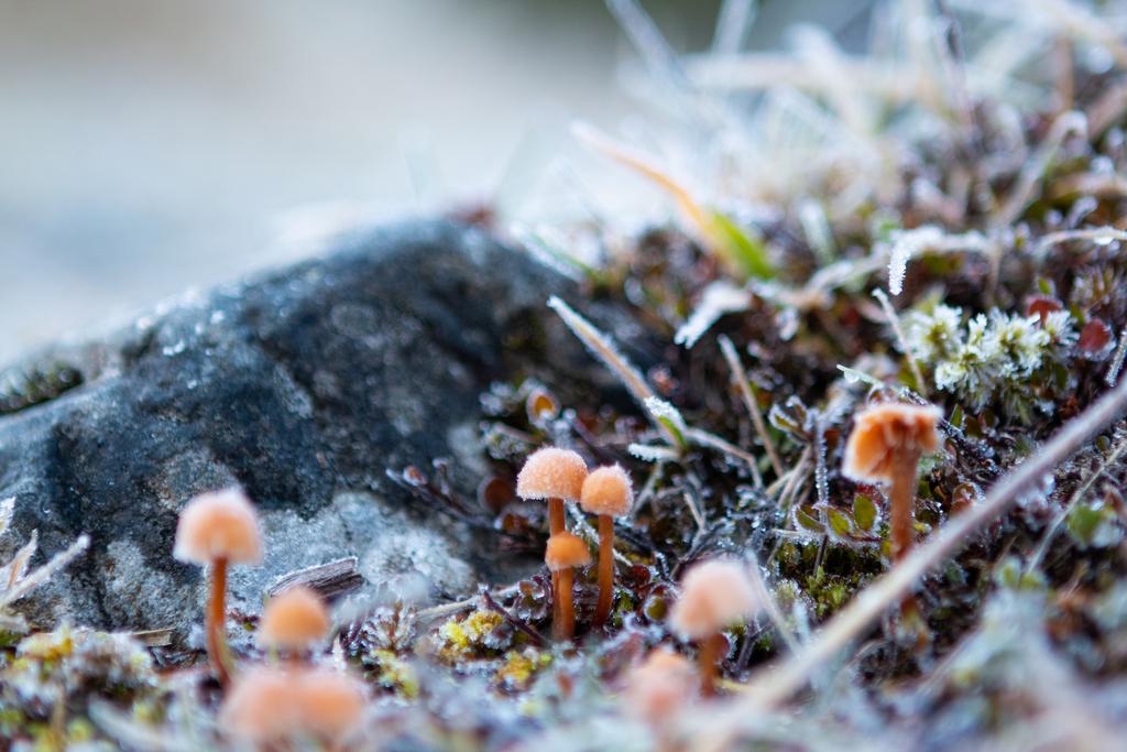 Frosty shrooms on the way to Edwards Hut.