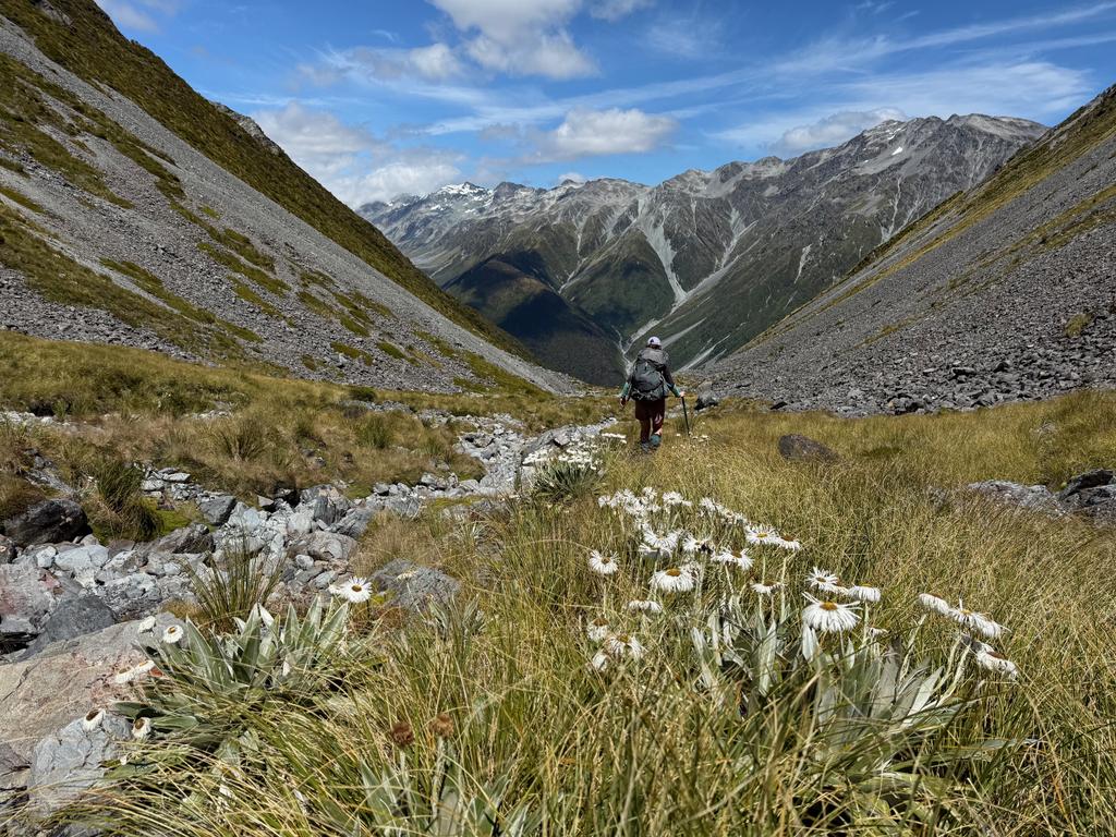 Some tikumu (mountain daisies) in Dry Creek before it gets properly steep.