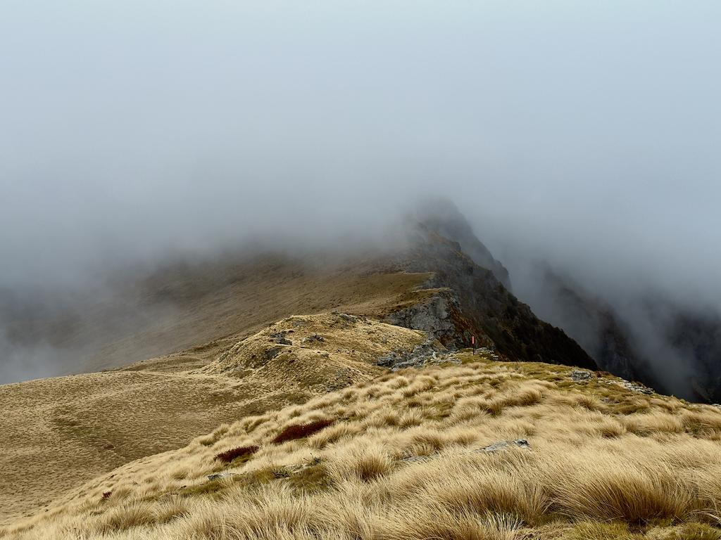 Amazing looking tussocks not far from the Mt Fell Hut junction.