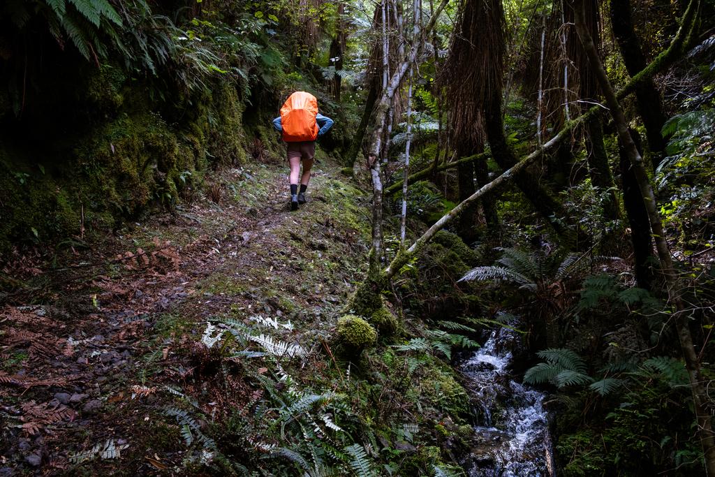 We later saw a Blue Duck on the little creek along this section of track. So cute.