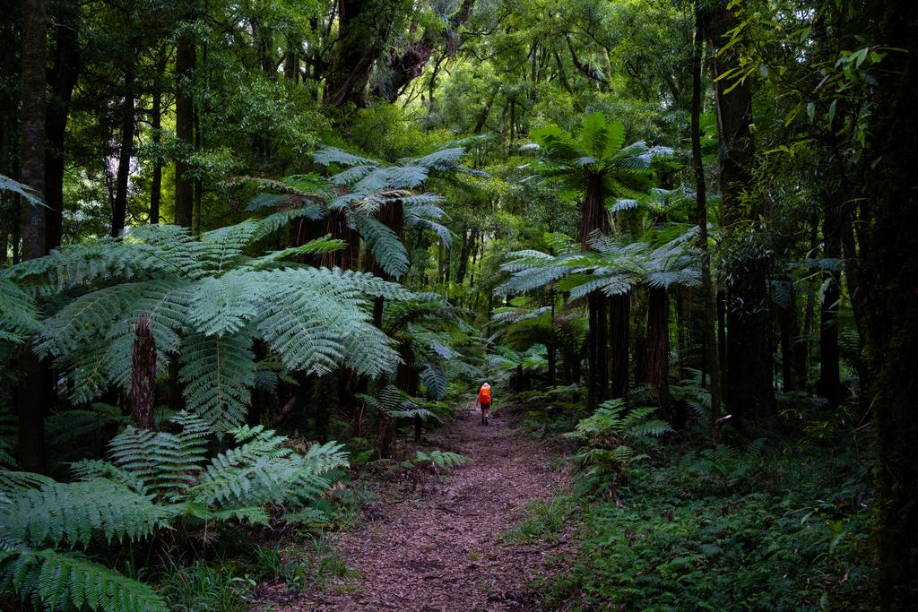 Jen looking shorter than usual amongst the ancient forest.