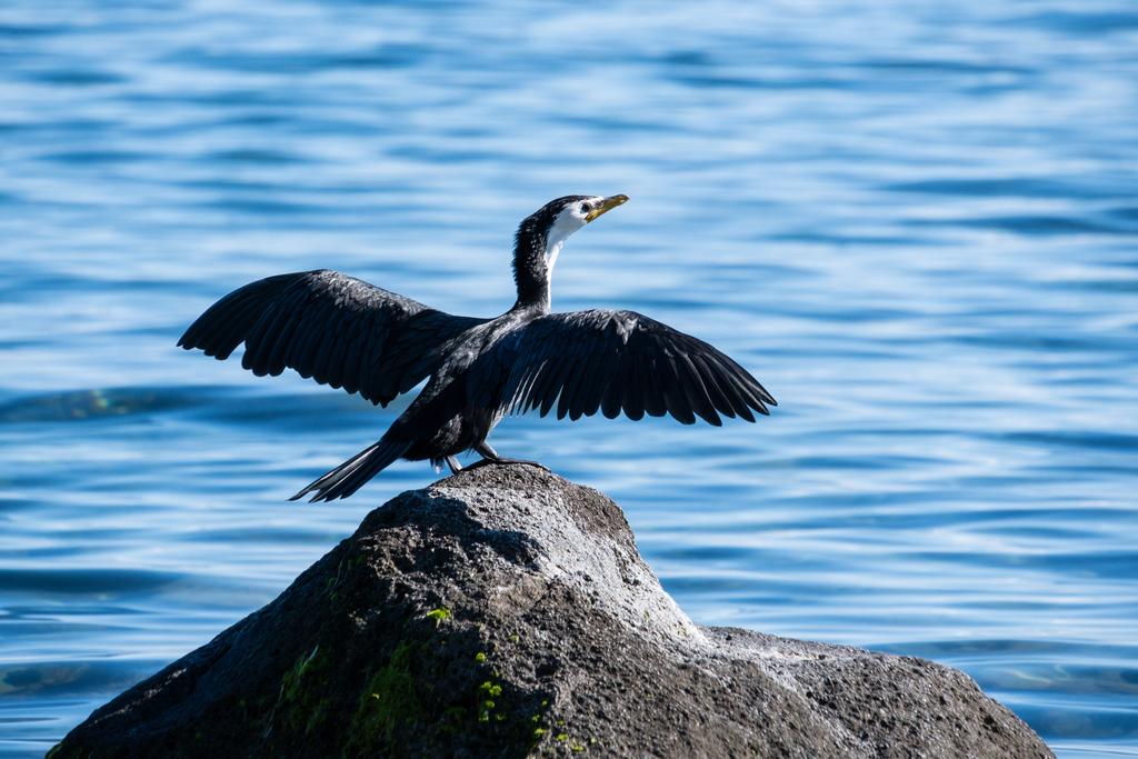 4 April, 2026 at 12:26pm

Managed to snap this shot while we stopped for lunch and to read our books on the shoreline of Lake Taupō.
📷 Finn Le Sueur

FUJIFILM X-S20
18-300mm F/3.5-6.3 DiIII-A VC VXD B061X
640
<span>%!s(float64=11) ISO<s/span> <span>f/300</span> <span>%!d(string=1/350)mm</span> <span>%!s(MISSING)s</span>
