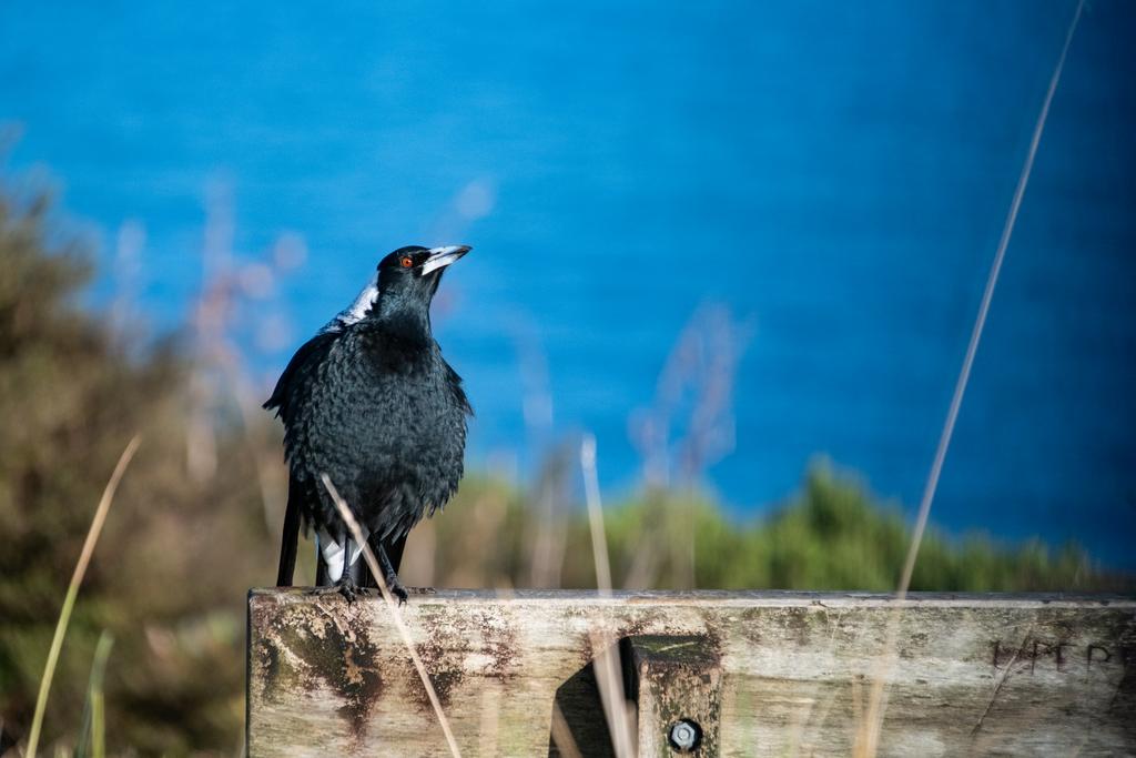 7 July, 2026 at 9:21am

A very grumpy looking magpie at the carpark for Mt Karioi.
📷 Finn Le Sueur

FUJIFILM X-S20
18-300mm F/3.5-6.3 DiIII-A VC VXD B061X
640
<span>%!s(float64=8) ISO<s/span> <span>f/300</span> <span>%!d(string=1/850)mm</span> <span>%!s(MISSING)s</span>