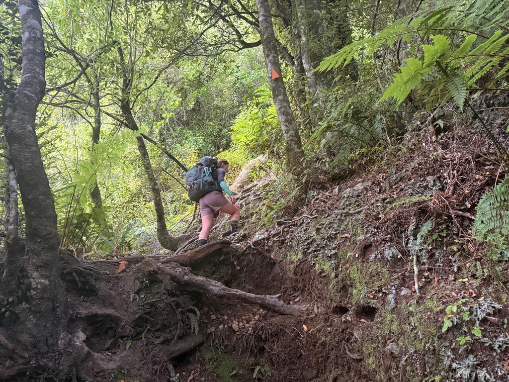 Jen climbing the very steep track to Carroll Hut through the bush.