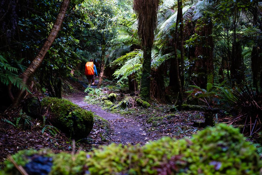 Plenty of beautiful mossy treefall.