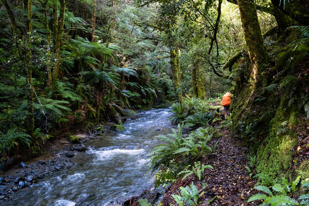 Back on the Whirinaki, but it's much smaller and clearer now. Most of the silt must have been coming down the Taumutu.