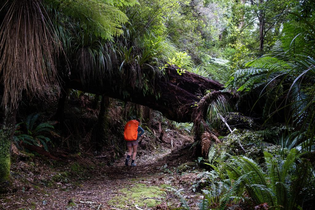 The size of the Kahikatea across the track is unreal!