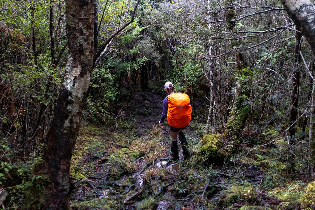 Mud and roots on the way down to Murray Beach.