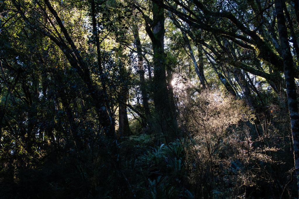 4 April, 2026 at 8:59am

Morning light streaming through the forest.
📷 Finn Le Sueur

FUJIFILM X-S20
18-300mm F/3.5-6.3 DiIII-A VC VXD B061X
2500
<span>%!s(float64=6.3) ISO<s/span> <span>f/25</span> <span>%!d(string=1/200)mm</span> <span>%!s(MISSING)s</span>