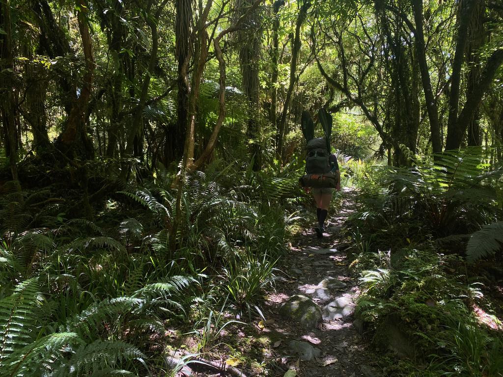 Some more lush forest.