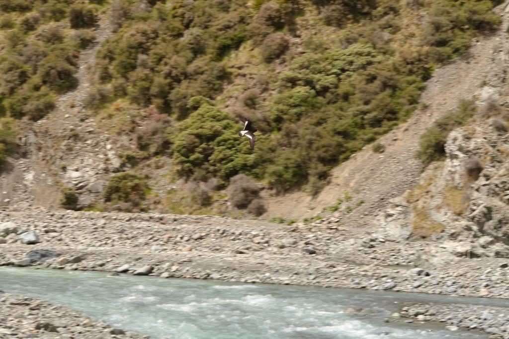 A [Tōrea pango (variable oystercatcher)](https://www.nzbirdsonline.org.nz/species/variable-oystercatcher) which we accidentally disturbed on Swift River.