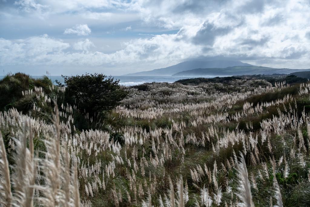 7 July, 2026 at 11:24am

Looking north up the coastline from the dunes on Kawhia peninsula.
📷 Finn Le Sueur

FUJIFILM X-S20
18-300mm F/3.5-6.3 DiIII-A VC VXD B061X
640
<span>%!s(float64=4) ISO<s/span> <span>f/37</span> <span>%!d(string=1/9000)mm</span> <span>%!s(MISSING)s</span>