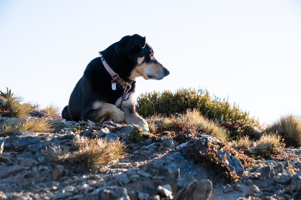 4 April, 2026 at 4:22pm

Korra taking in the last of the days sunlight while we wait for sunset.
📷 Finn Le Sueur

FUJIFILM X-S20
18-300mm F/3.5-6.3 DiIII-A VC VXD B061X
640
<span>%!s(float64=7.1) ISO<s/span> <span>f/64</span> <span>%!d(string=1/500)mm</span> <span>%!s(MISSING)s</span>