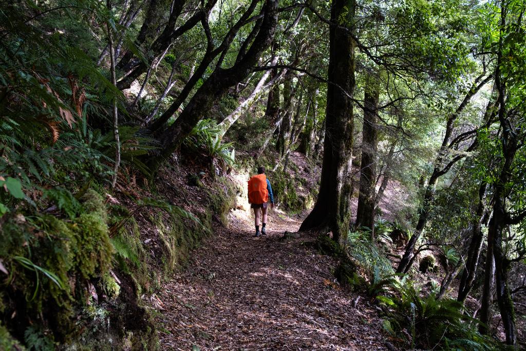 More beautiful track and dappled light.