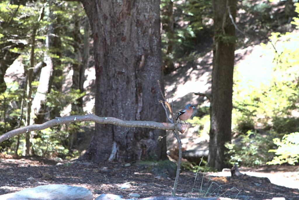 Adorable and inquisitive bird at Stody's Hut.