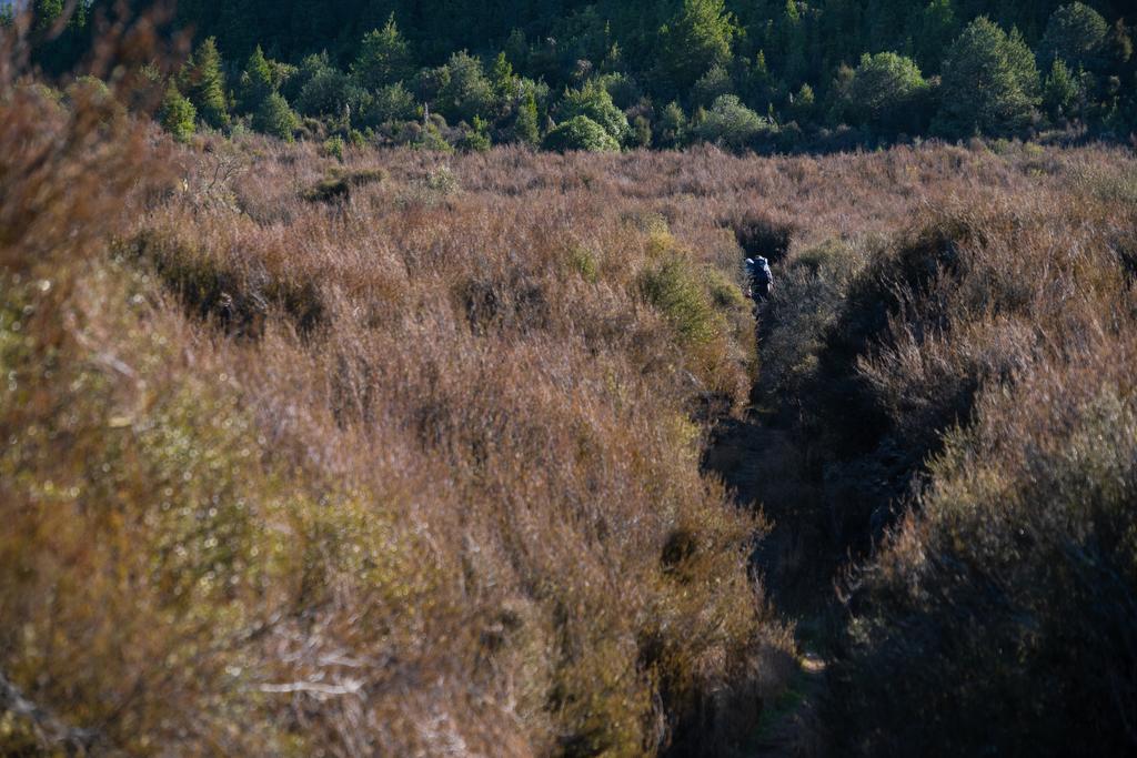 5 May, 2026 at 3:01pm
Hiding amongst the low shrubs.
📷 Finn Le Sueur
FUJIFILM X-S20
18-300mm F/3.5-6.3 DiIII-A VC VXD B061X
640
<span>%!s(float64=7.1) ISO<s/span> <span>f/108</span> <span>%!d(string=1/550)mm</span> <span>%!s(MISSING)s</span>