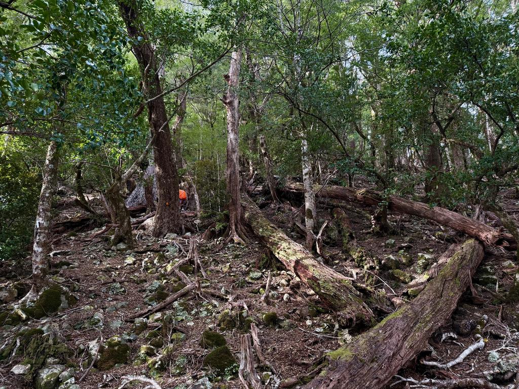More massive treefall in very mature forest. Still very steep!