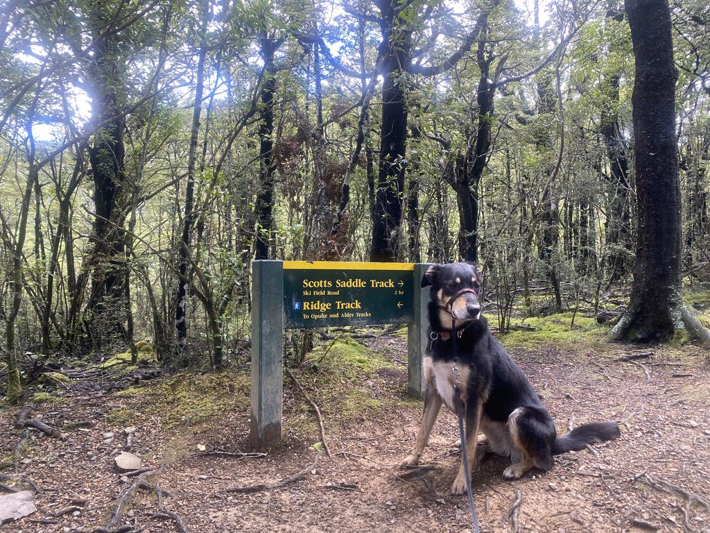 Korra ready to get going up the hill!