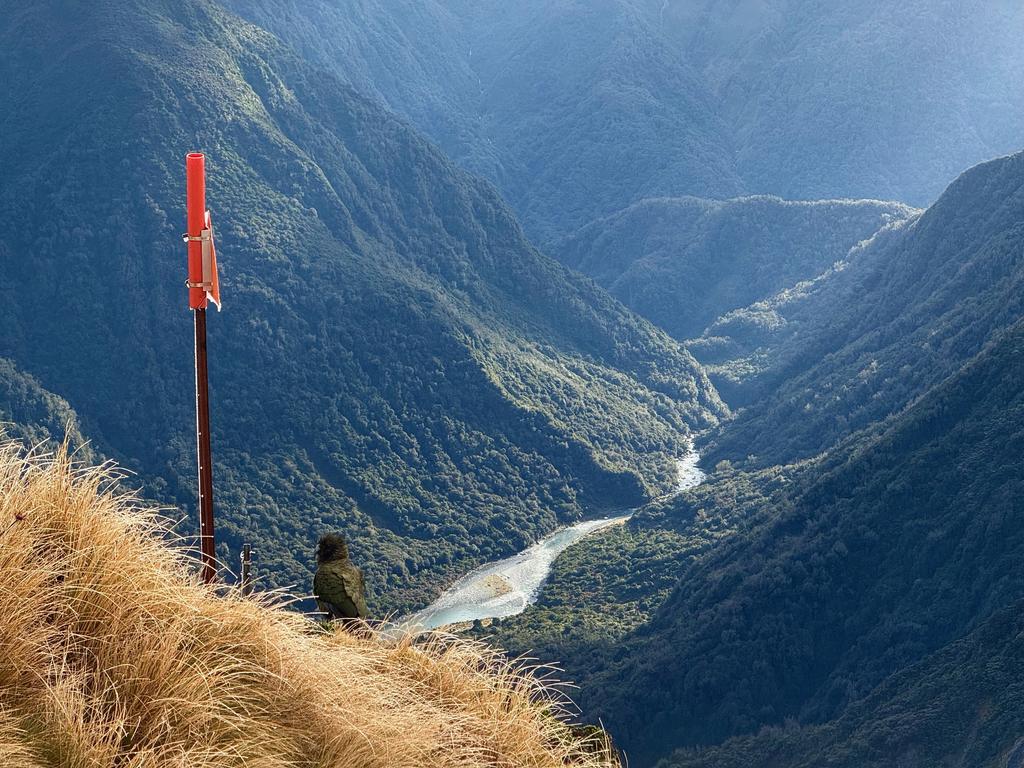 One of two kea friends who joined us near the saddle.