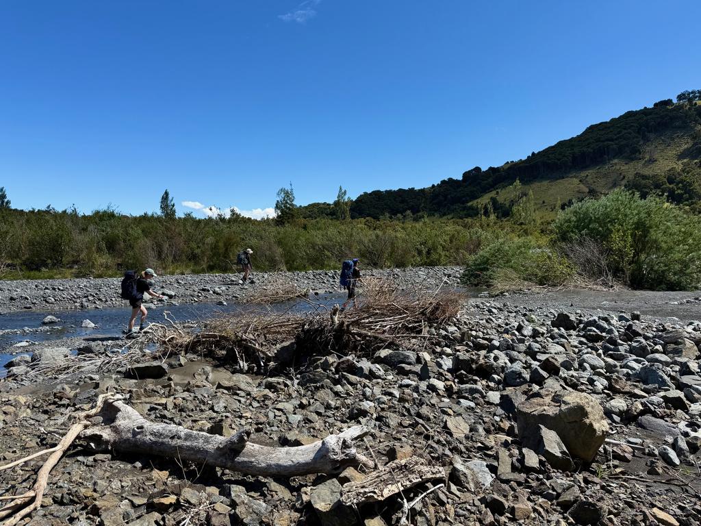 The beginning of the Kōwhai.