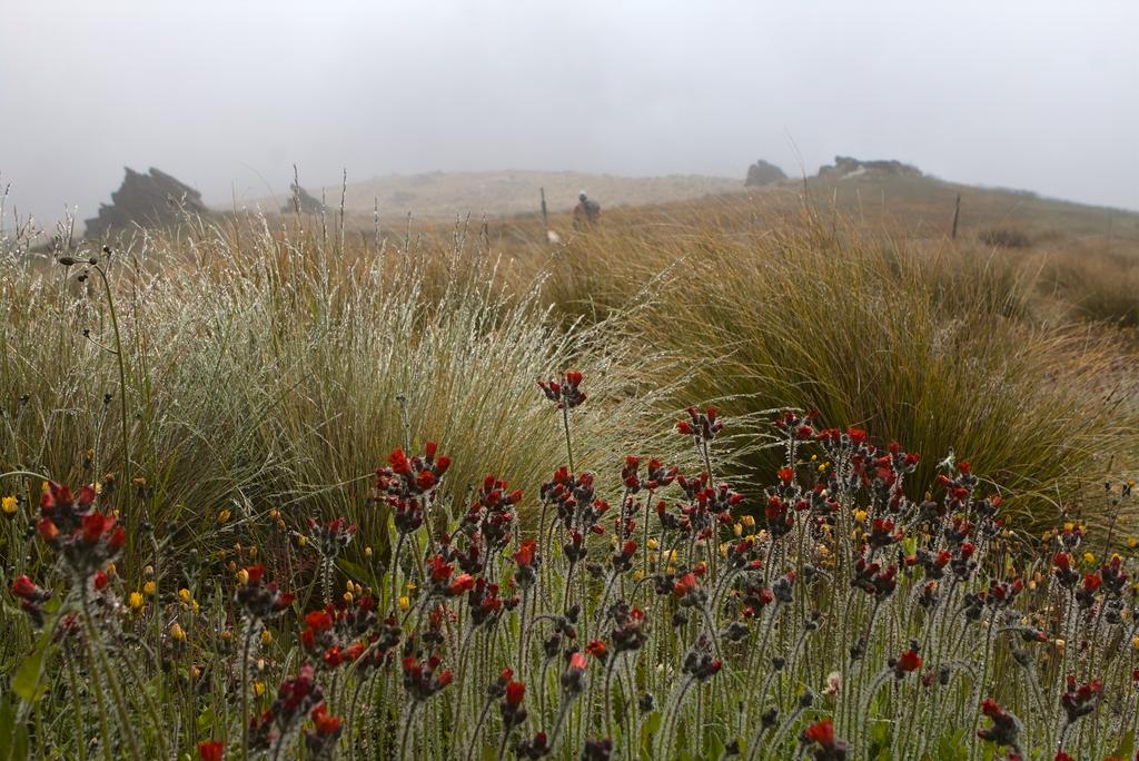Bit cloudy at Breast Hill - nice flowers though.
