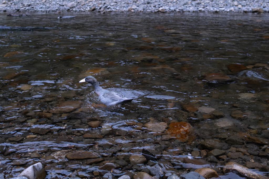 Blue Duck outside Central Whirinaki Hut!