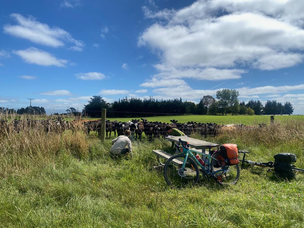 Jen and Em trying to pat the calves.