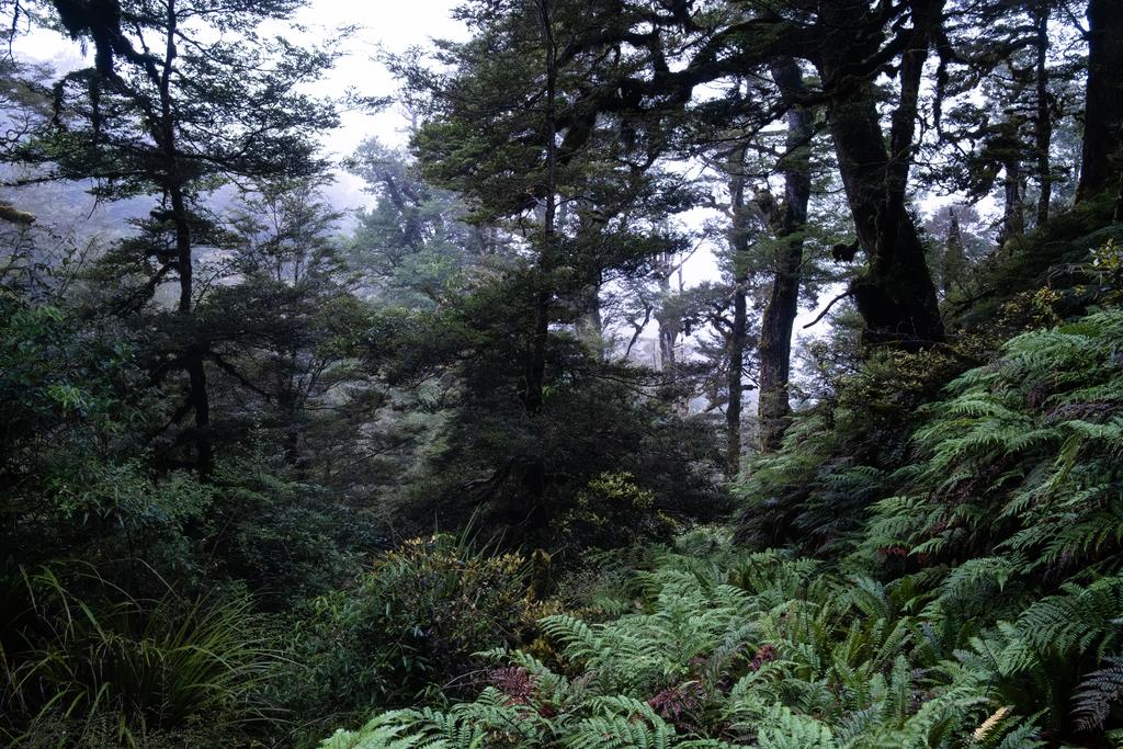 Spot the trail! It's somewhere in that damp forest, I promise.