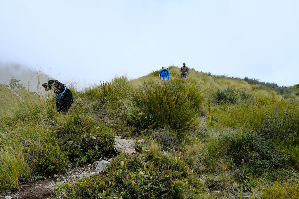 Ted waiting for his people to catch up. What a good dog!