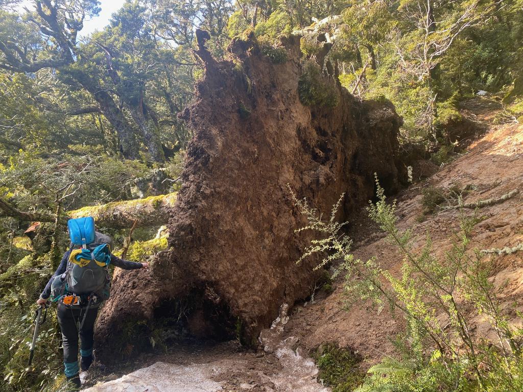 Treeeeeeeefall! One of many.