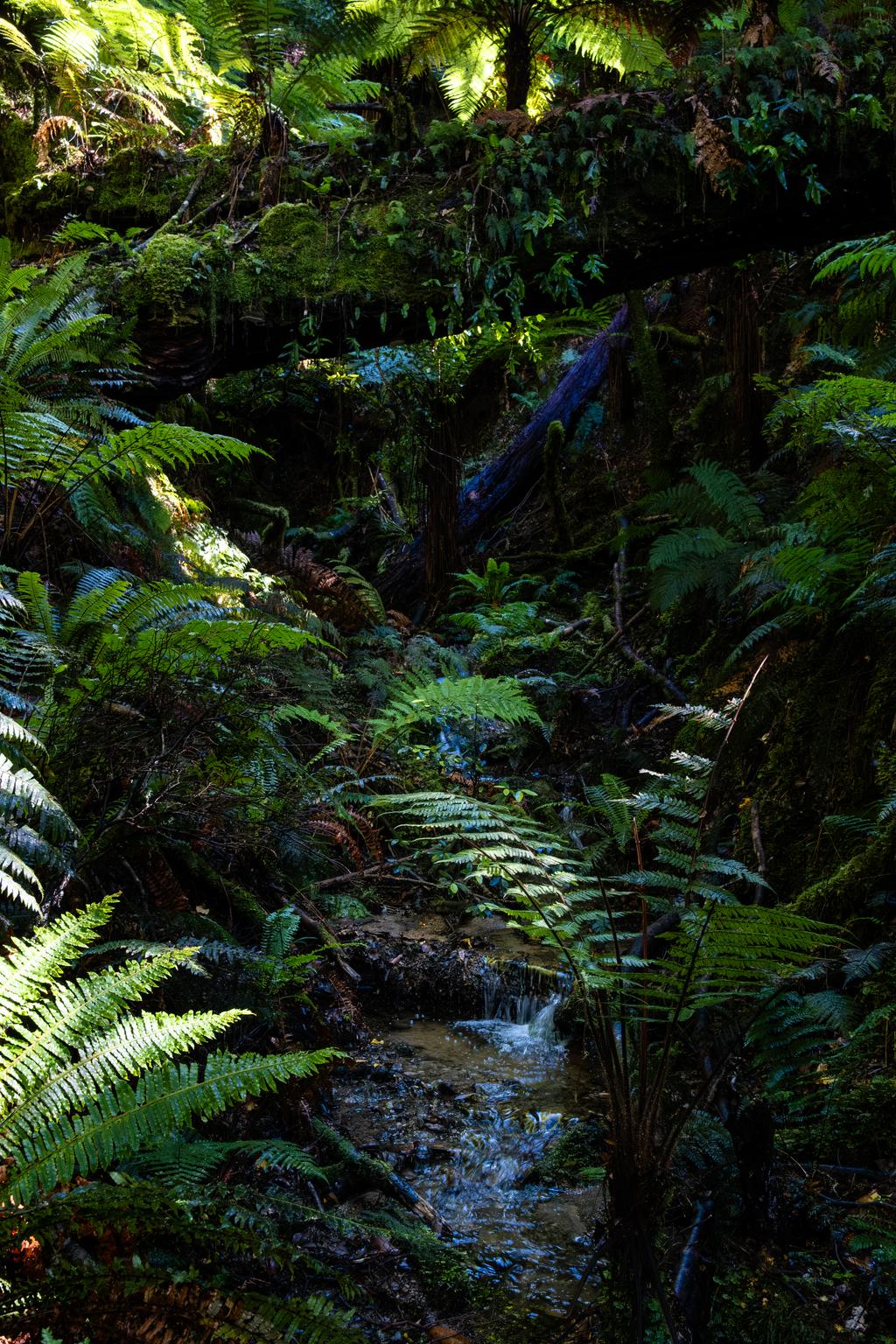 Looking up one of the many small side streams of the track.