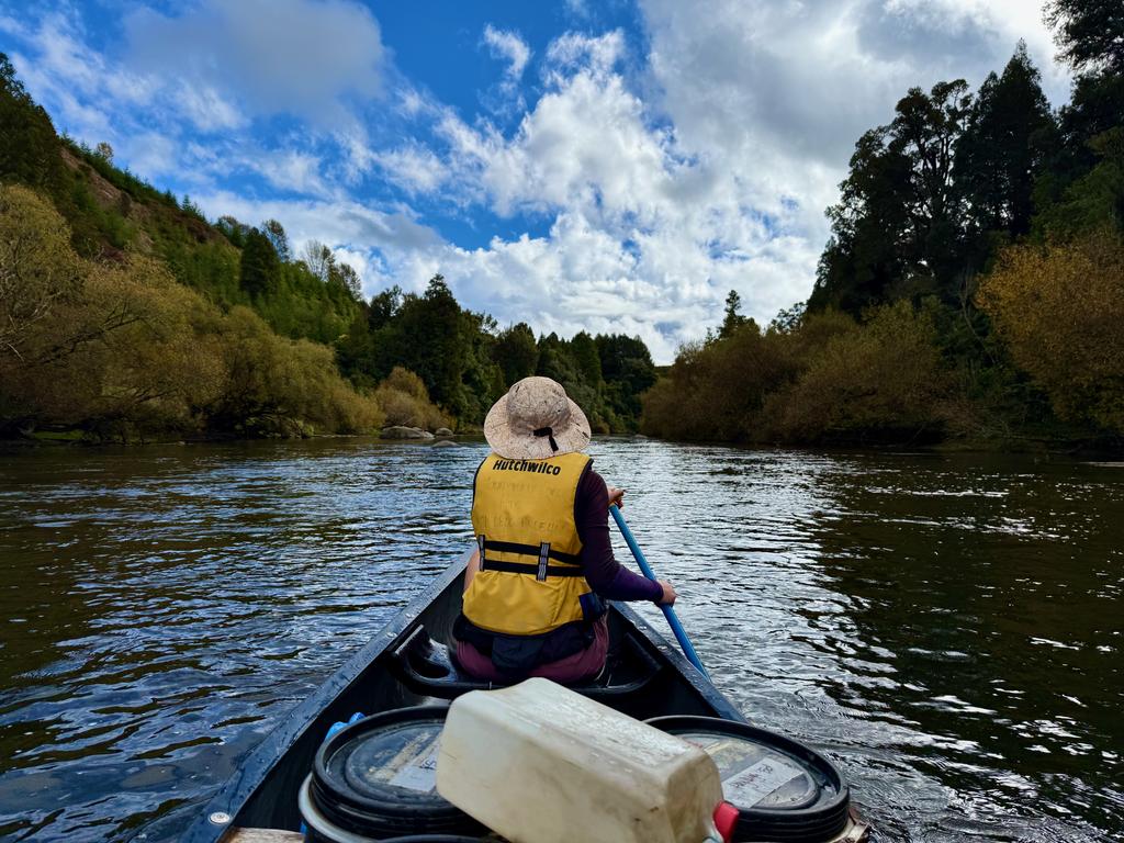 The beautiful trees continue..