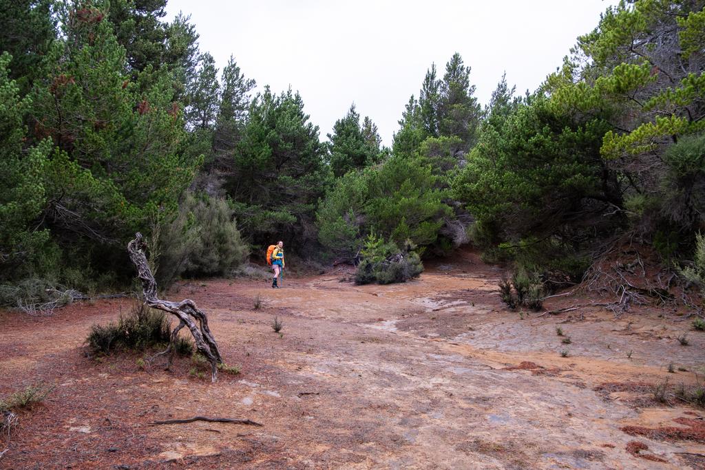 6 June, 2026 at 12:24pm

Back up the other side of Donald River trodding through some oddly open pine forest.
📷 Finn Le Sueur

FUJIFILM X-S20
18-300mm F/3.5-6.3 DiIII-A VC VXD B061X
1250
<span>%!s(float64=7.1) ISO<s/span> <span>f/18</span> <span>%!d(string=1/200)mm</span> <span>%!s(MISSING)s</span>