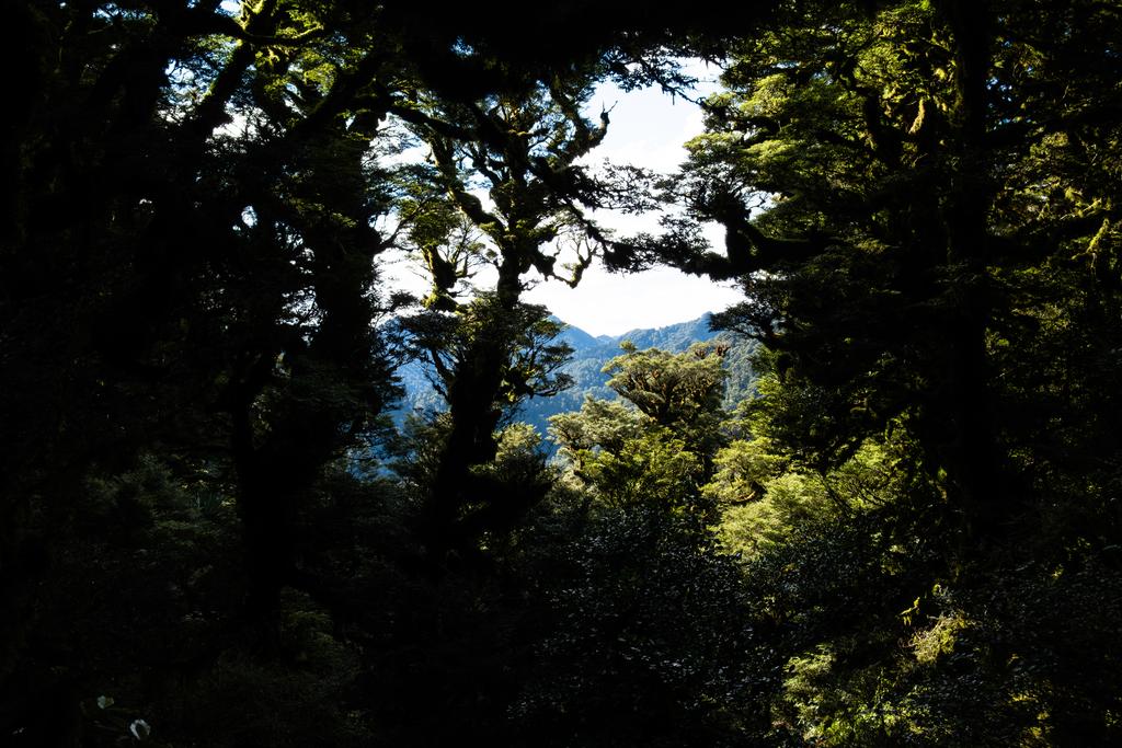 Getting a little peak through the forest to the surrounding hills.