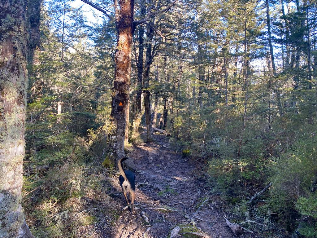 Some classic beech forest on the way down Ridge Track.