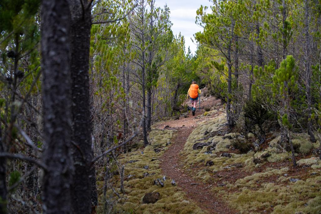 6 June, 2026 at 9:17am

A nice little corridor through young pines.
📷 Finn Le Sueur

FUJIFILM X-S20
18-300mm F/3.5-6.3 DiIII-A VC VXD B061X
640
<span>%!s(float64=4.5) ISO<s/span> <span>f/32</span> <span>%!d(string=1/500)mm</span> <span>%!s(MISSING)s</span>