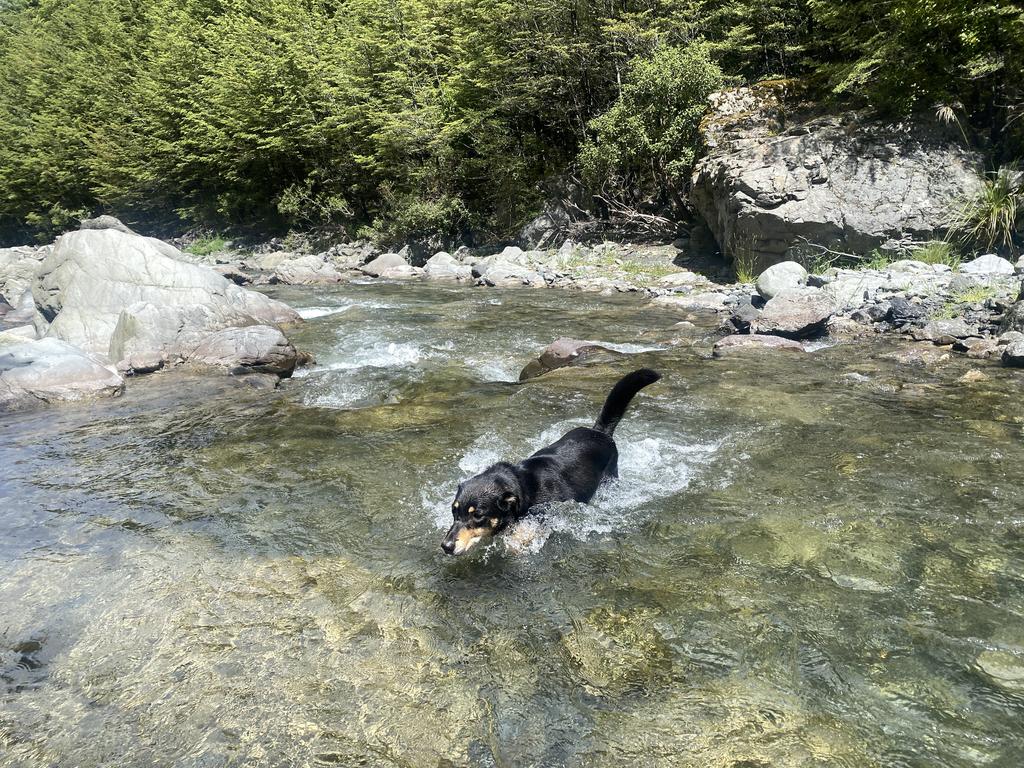 Korra – an originally very water-hesitant dog – got some good practice at crossing the river.