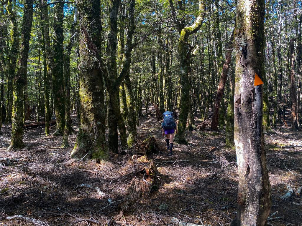 Some of the lovely foresty ascent to Tarn Hut (after the aggressive first climb).
