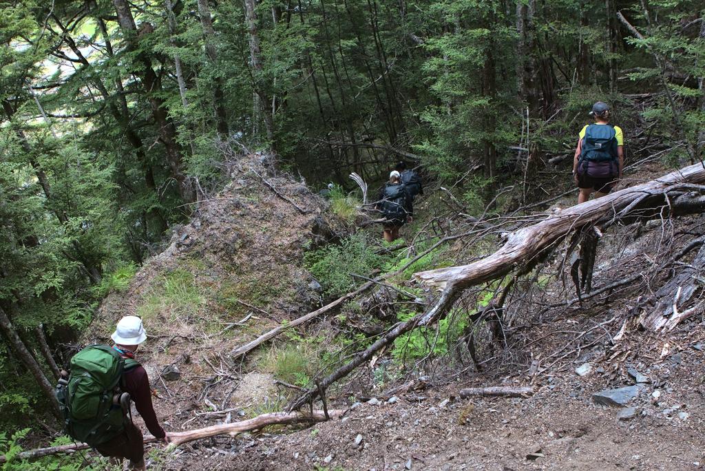 Some treefall on the not very maintained Maitland Stream Track.