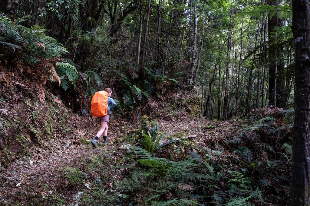 Well manicured track on the way Moerangi Hut.