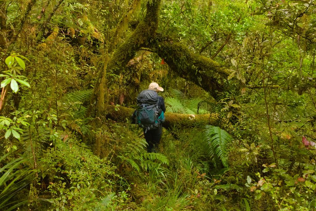 This photo sums up Jacko Flat Track - overgrown, hard to follow and treefall.