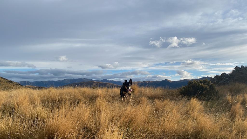 Korra looking stoked to be running free.