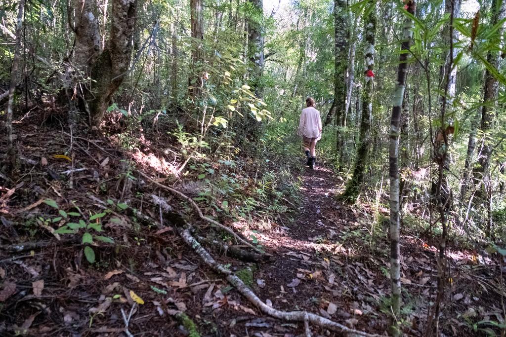 7 July, 2026 at 3:01pm

Jen ambling along Medium Gorge Route before things descended into un-maintained madness.
📷 Finn Le Sueur

FUJIFILM X-S20
18-300mm F/3.5-6.3 DiIII-A VC VXD B061X
4000
<span>%!s(float64=3.5) ISO<s/span> <span>f/18</span> <span>%!d(string=1/200)mm</span> <span>%!s(MISSING)s</span>