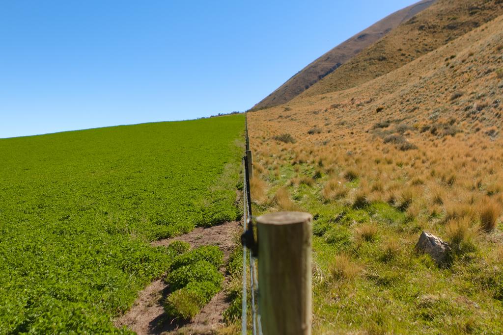 Contrasting high-country tussock and coverfield π€’.