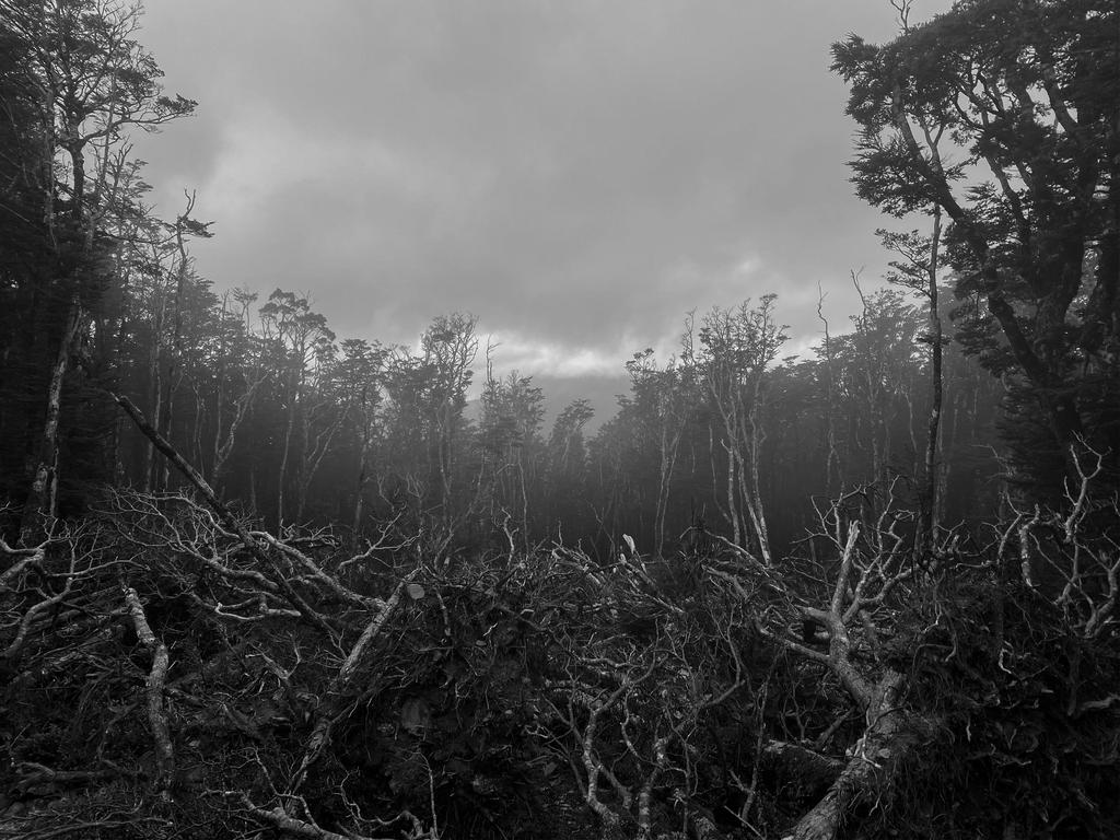 A tree graveyard just before Mt Rintoul Hut. Makes you wonder how it all happened.