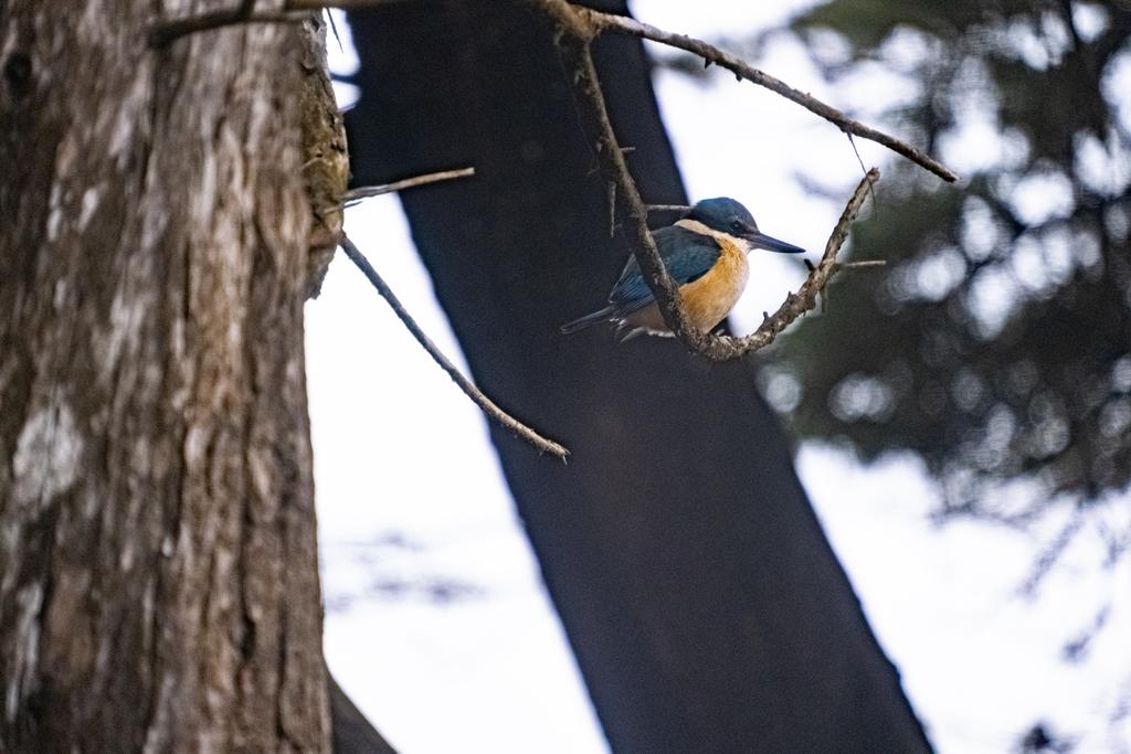 7 July, 2026 at 10:58am

My first Kingfisher photo (snapped from the van window in the morning).
📷 Finn Le Sueur

FUJIFILM X-S20
18-300mm F/3.5-6.3 DiIII-A VC VXD B061X
6400
<span>%!s(float64=6.3) ISO<s/span> <span>f/300</span> <span>%!d(string=1/125)mm</span> <span>%!s(MISSING)s</span>