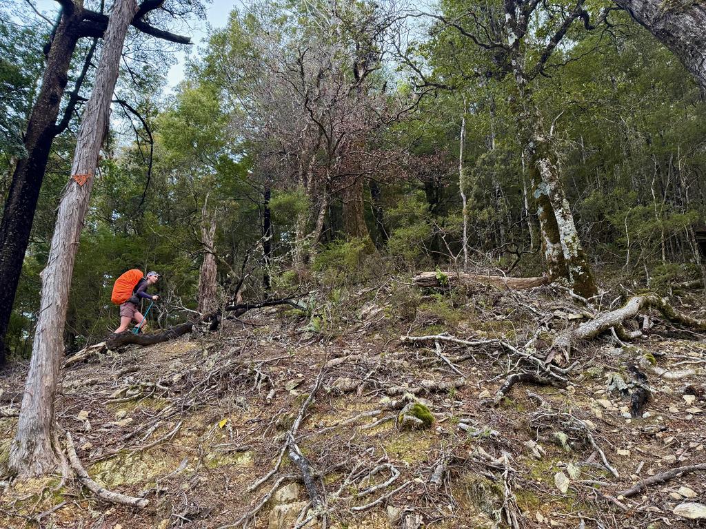 Steep with lots of treefall to begin with.