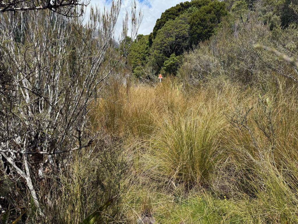 Navigating head height tussocks (very impressive) at Hunt Saddle.